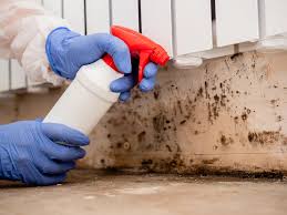 Best Mold Damage Restoration in Manchaca, TX